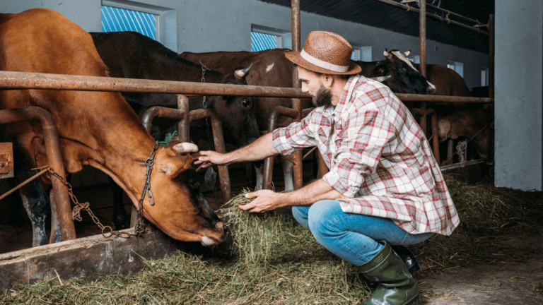 Livestock worker, dairy farmers, cow farm