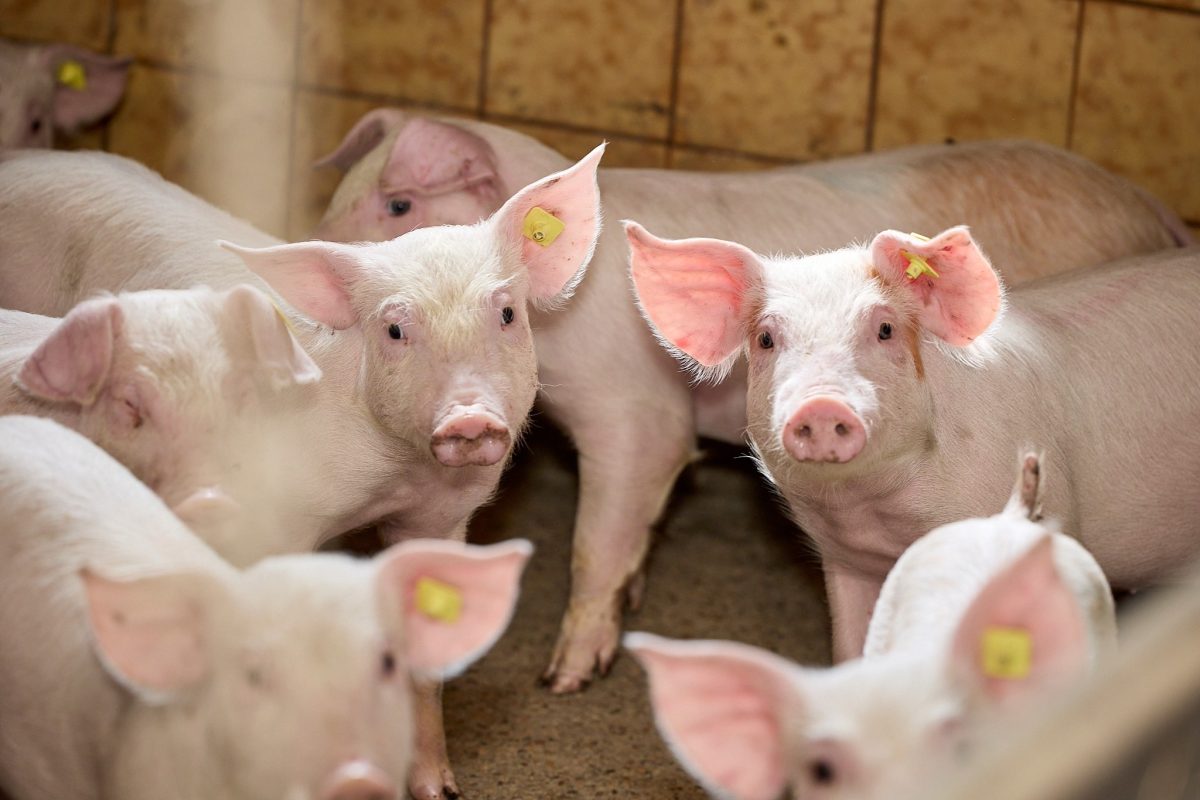 Schweinezucht
